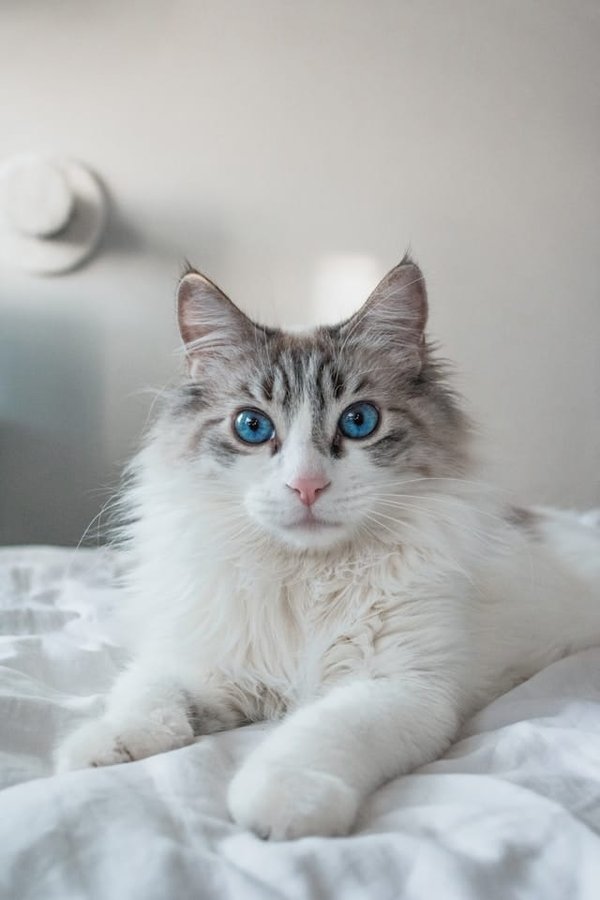 What's the Most Effective Way to Reduce Shedding in a Maine Coon Cat?