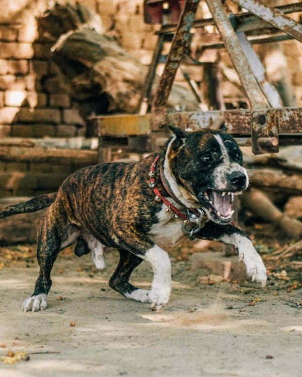 How to Choose the Right Type of Chew Toys for an Aggressive Chewer Like a Pit Bull?